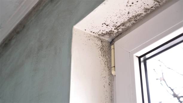 Professional Mold Removal in Kenova, WV