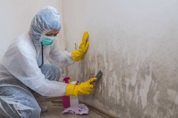 Best Mold Damage Repair  in Kenova, WV