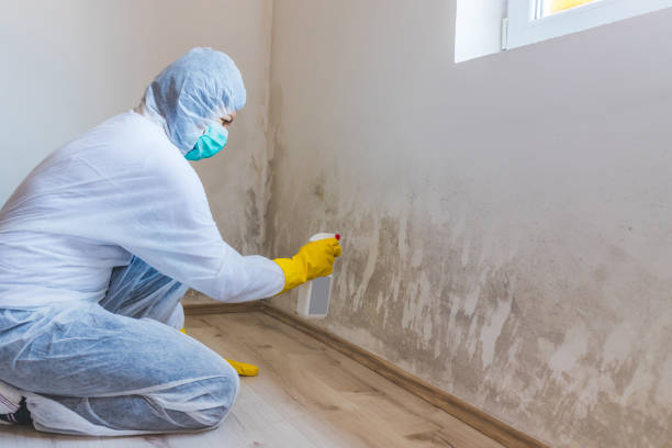 Attic Mold Removal