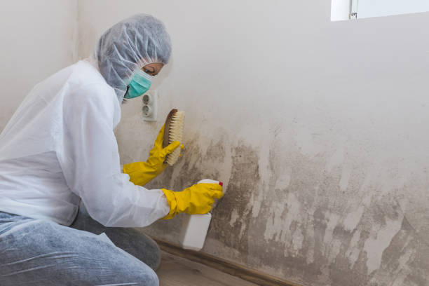 Best Black Mold Removal  in Kenova, WV