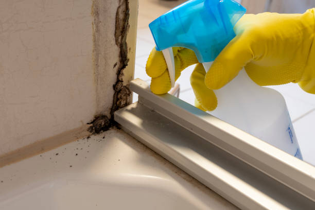 Best Office Mold Removal Services  in Kenova, WV