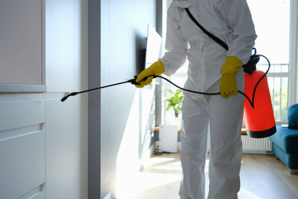 Trusted Kenova, WV Mold Removal Experts