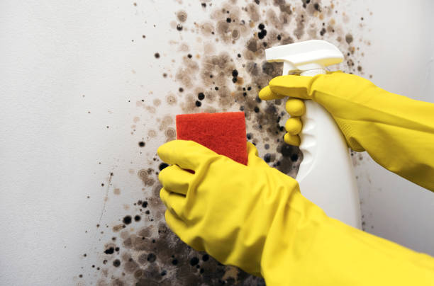 Best Mold Removal Near Me  in Kenova, WV