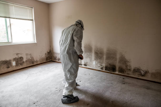 Best Crawl Space Mold Removal  in Kenova, WV