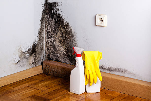 Best Mold Remediation  in Kenova, WV