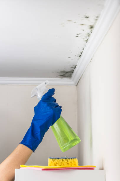 Best Mold Removal Company Near Me  in Kenova, WV